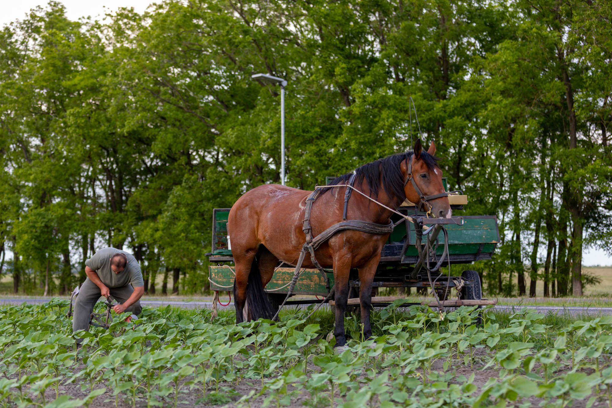 Sastinszki Dániel fotográfus fotográfus vizsgaremek 