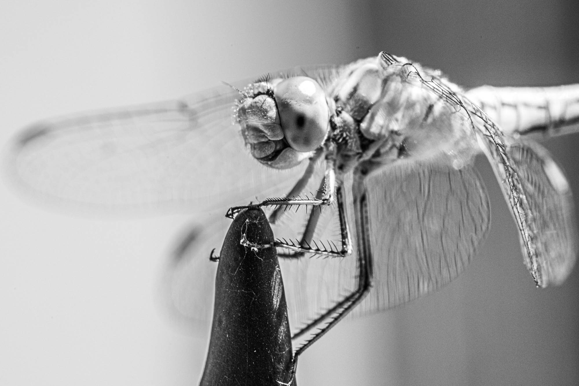 Sastinszki Dániel fotográfus fotográfus vizsgaremek 