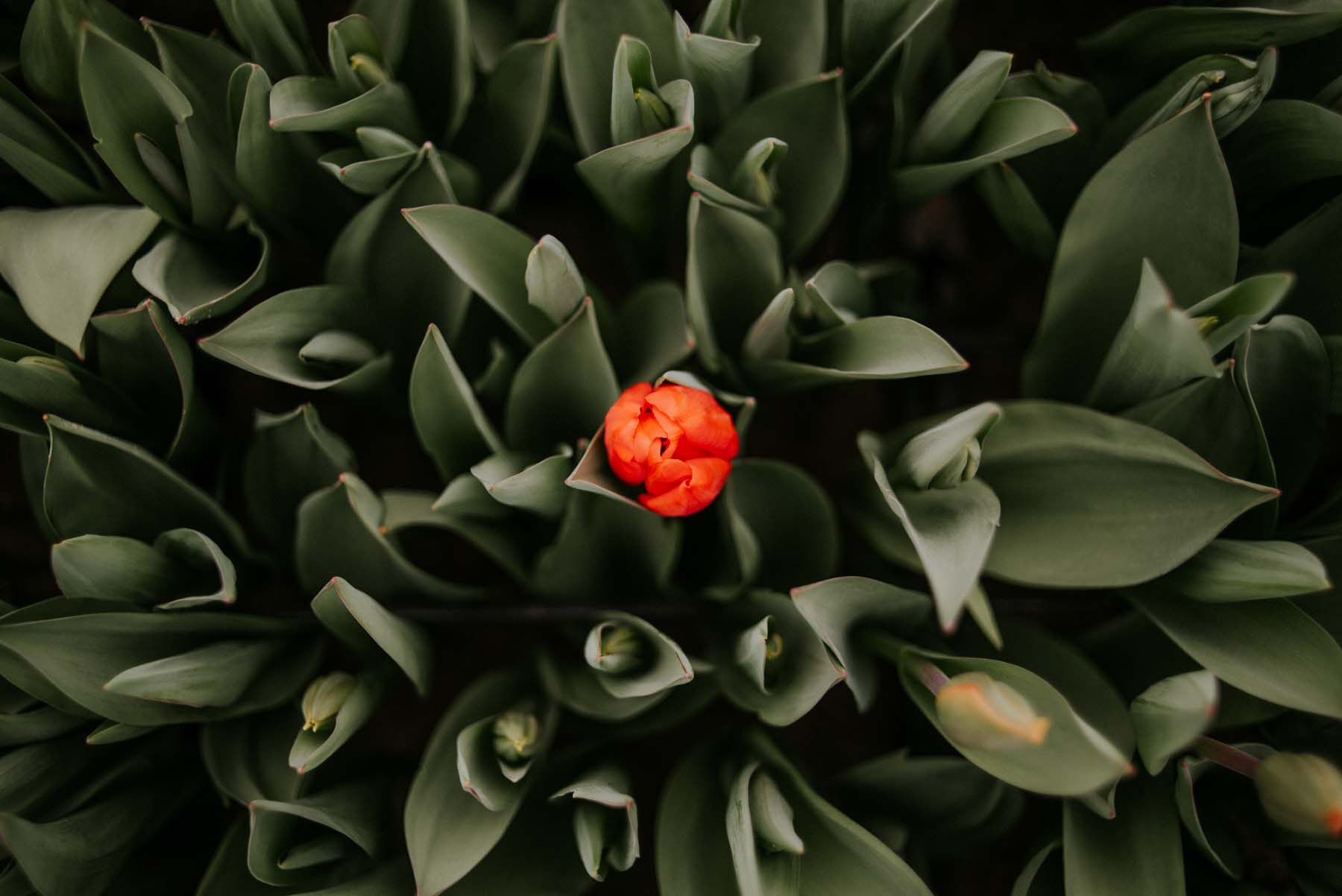 Chalhoub Emil fotográfus fotográfus vizsgaremek 