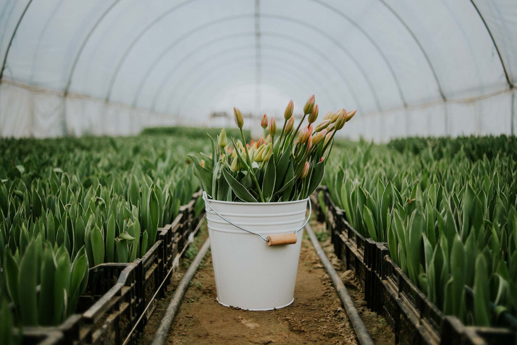Chalhoub Emil fotográfus fotográfus vizsgaremek 