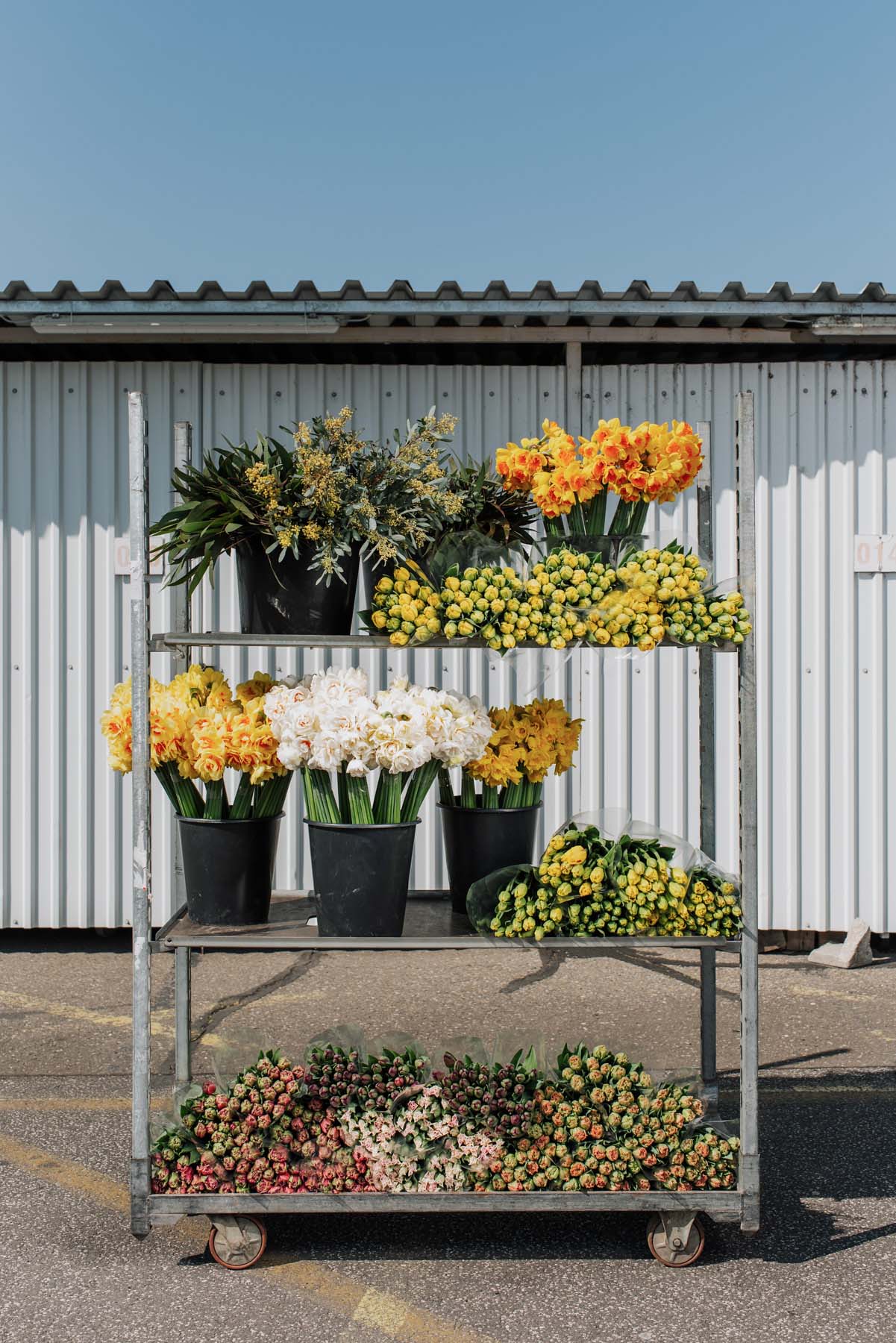 Chalhoub Emil fotográfus fotográfus vizsgaremek 