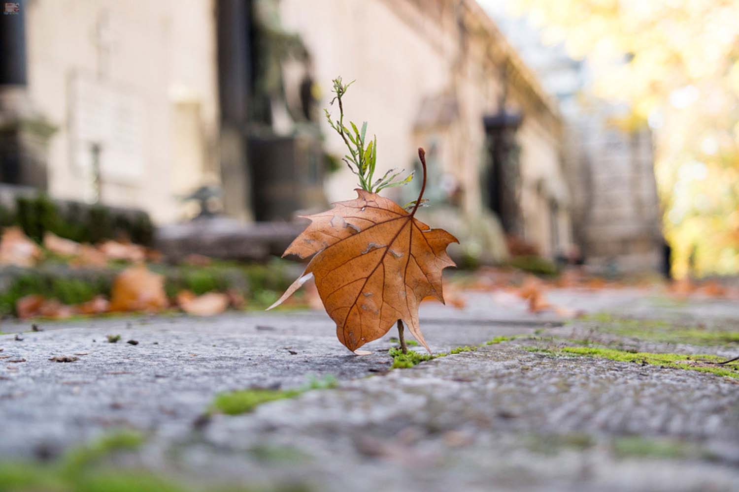 Szabó János grafikus képzés végén leadott portfólió 