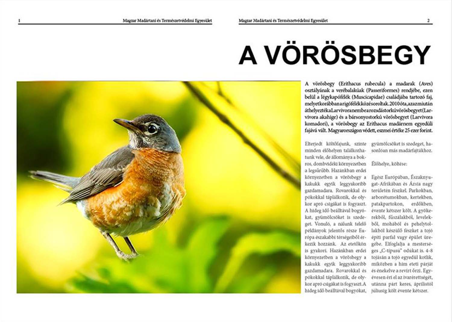 Kabai Dóra grafikus képzés végén leadott portfólió 