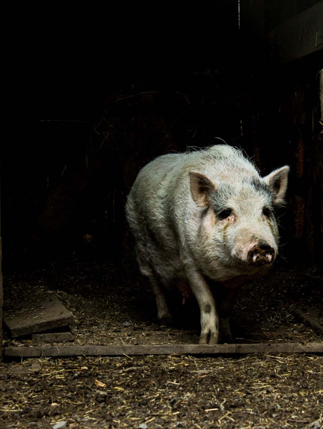Kele Barbara grafikus képzés végén leadott portfólió 