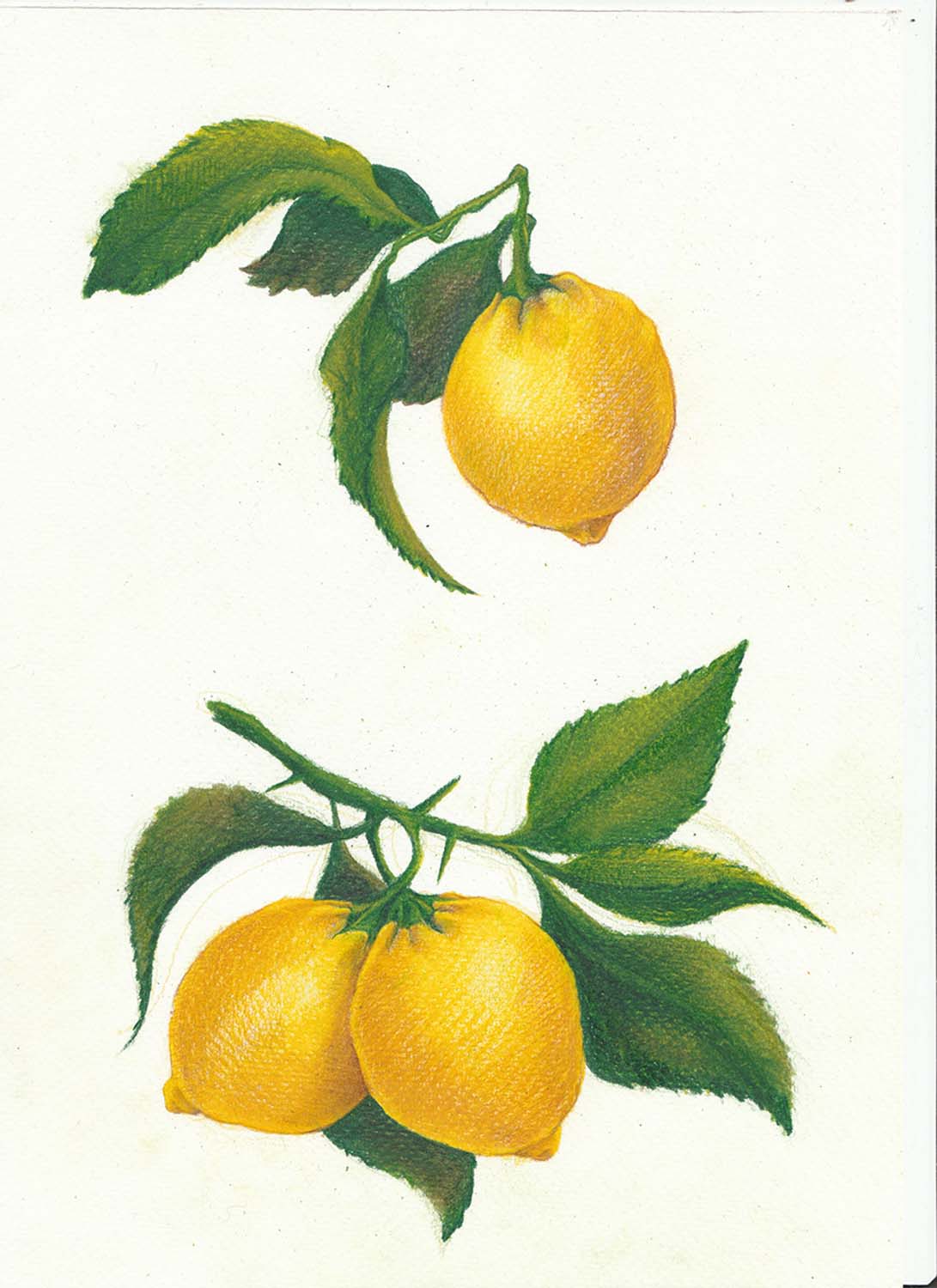 György Emília grafikus képzés végén leadott portfólió 