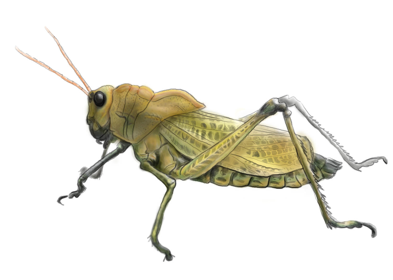 Bakonyi Tímea grafikus képzés végén leadott portfólió 