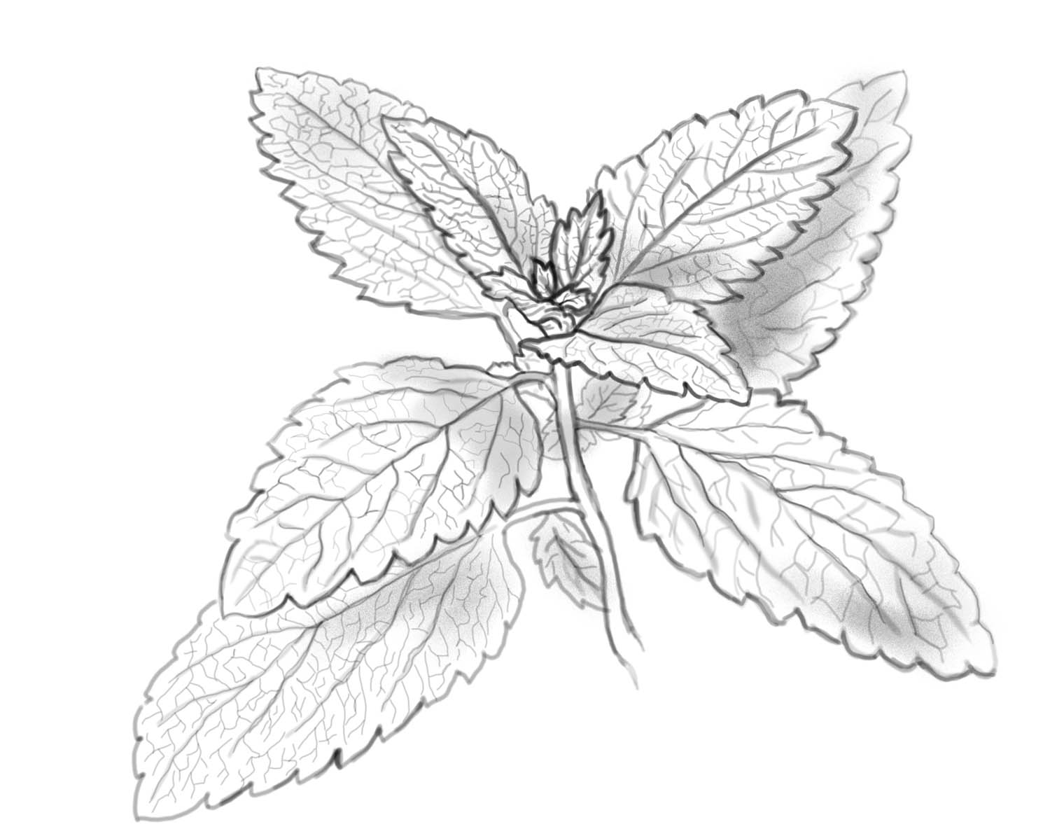 Bakonyi Tímea grafikus képzés végén leadott portfólió 