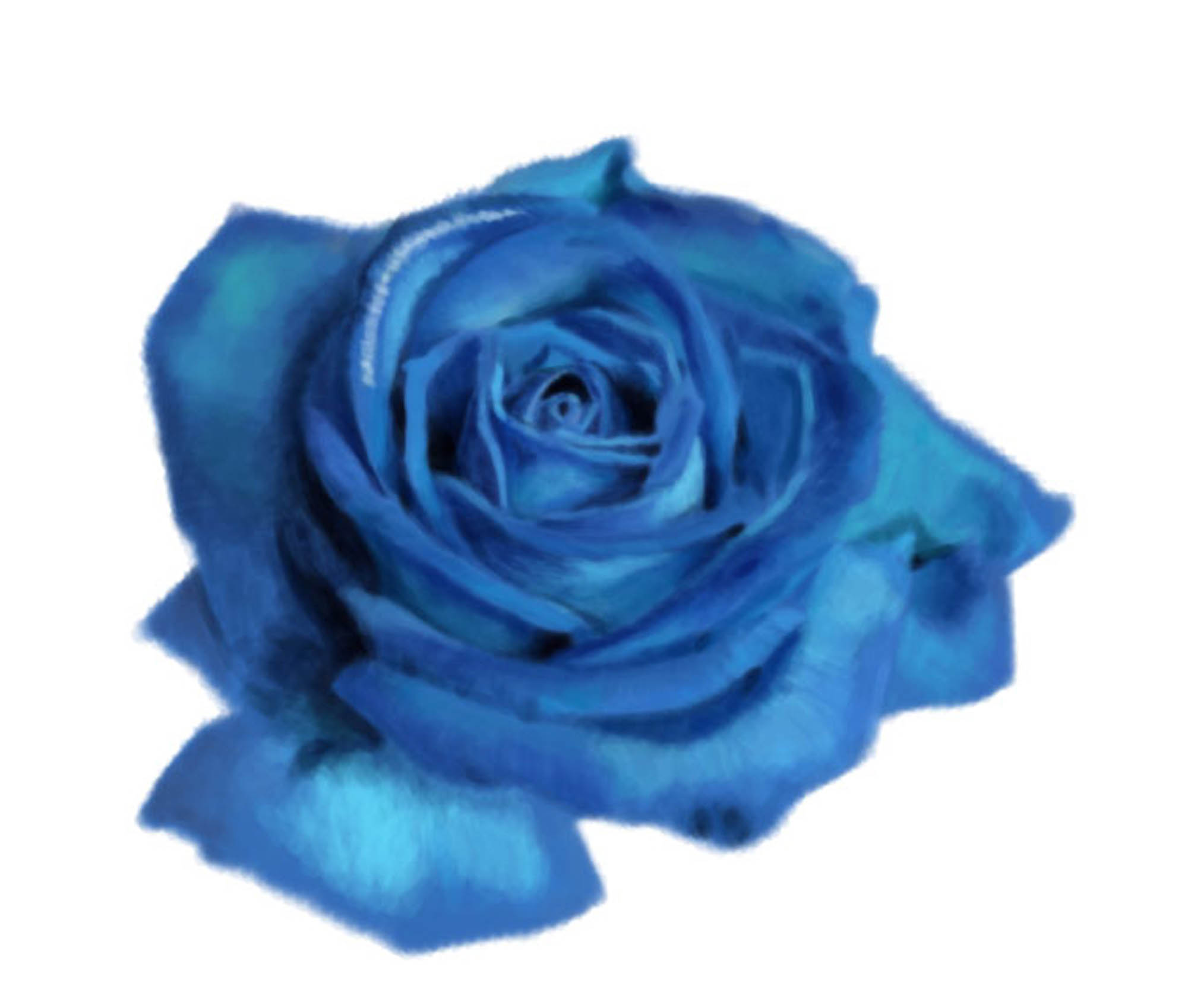 Gombkötő Nikolett  grafikus képzés végén leadott portfólió 