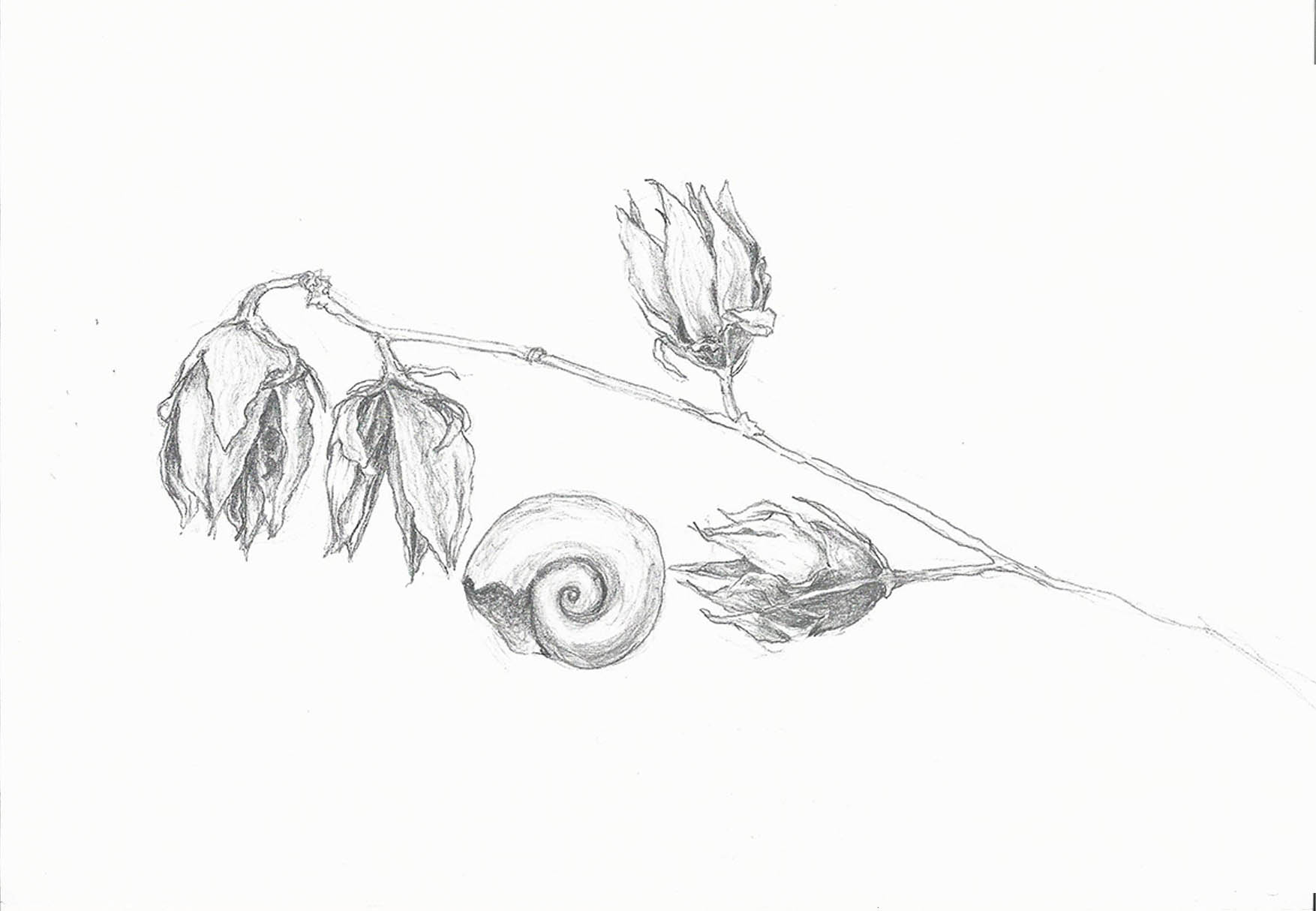 Szilágyi Lilla Krisztina  grafikus képzés végén leadott portfólió 