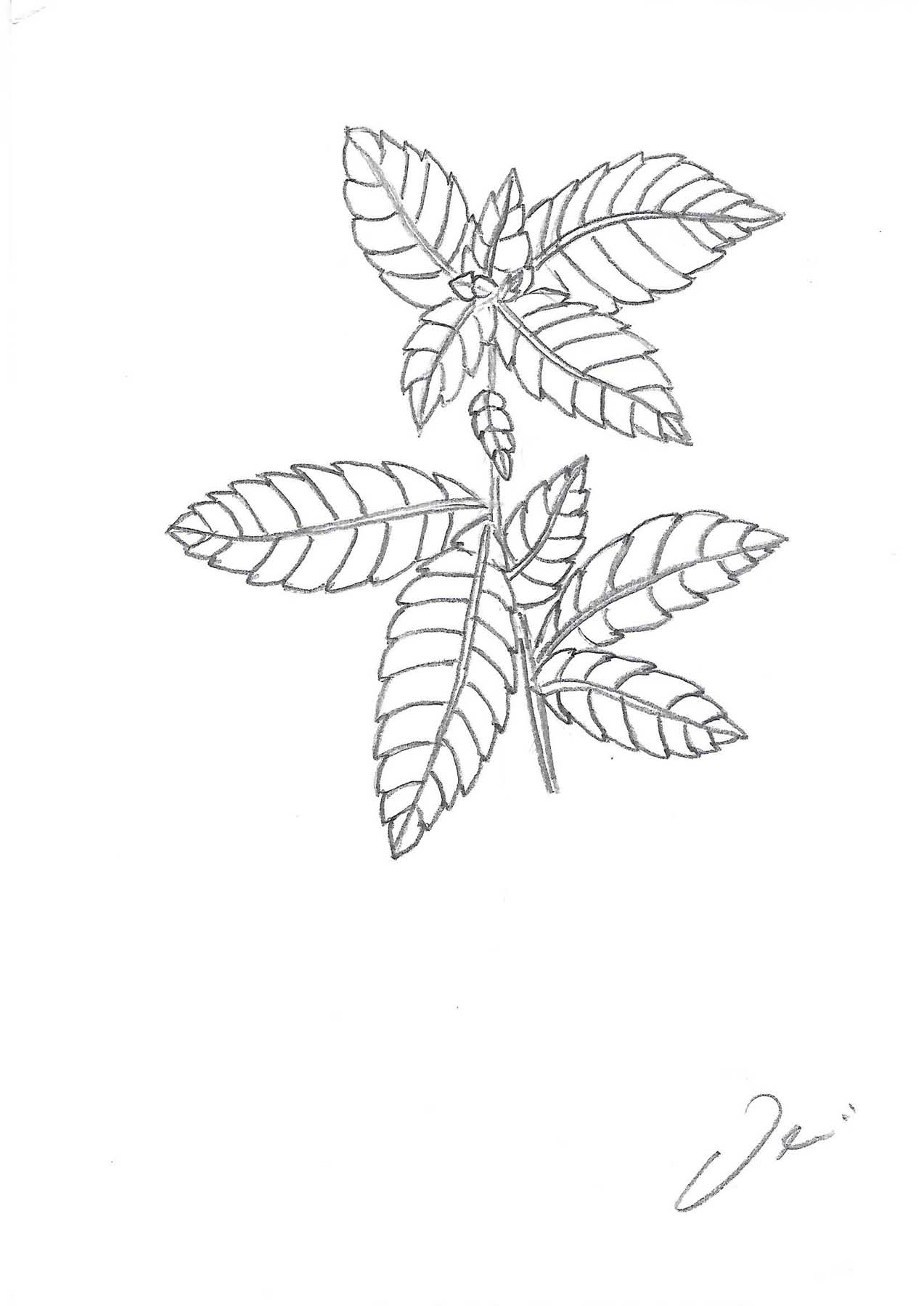 Sastinszky Dániel  grafikus képzés végén leadott portfólió 